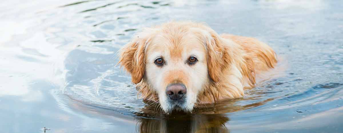 dog swimming