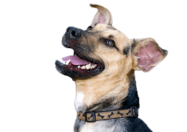Happy Dog
