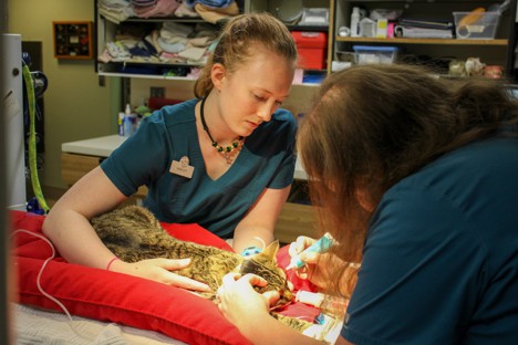 Minnetonka Animal Hospital