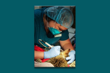 Minnetonka Animal Hospital