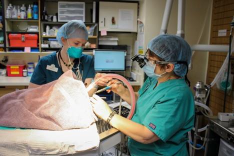 Minnetonka Animal Hospital