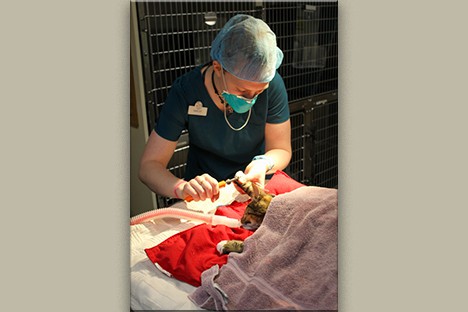 Minnetonka Animal Hospital