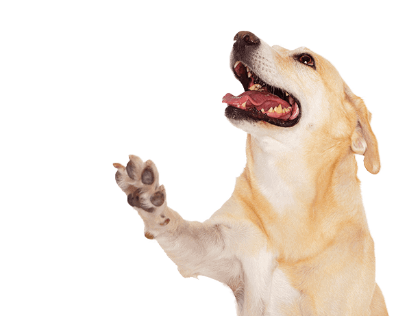 Dog Giving Paw
