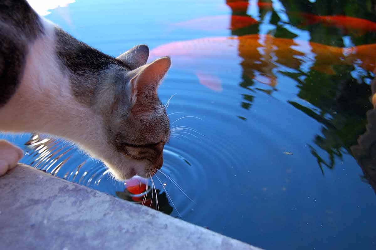 Cat Drinking From Coi Pond