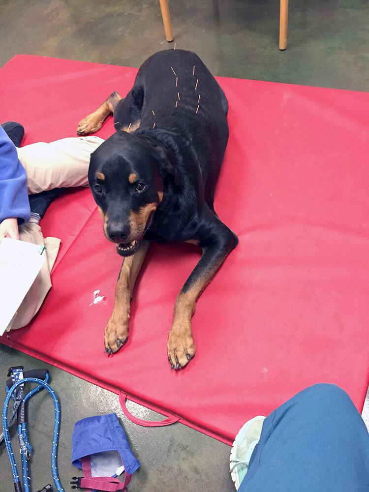 Dog getting Acupuncture
