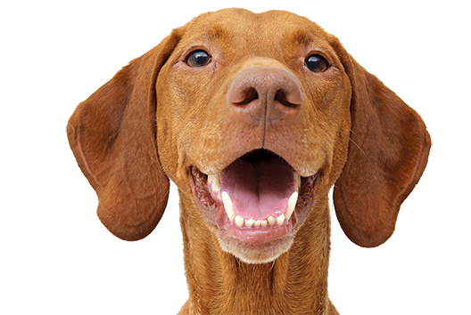 Brown Dog