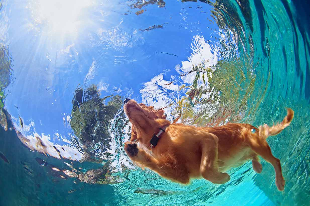 Swimming Dog
