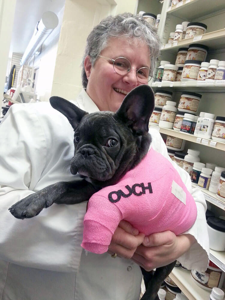 French Bulldog with Pink Cast