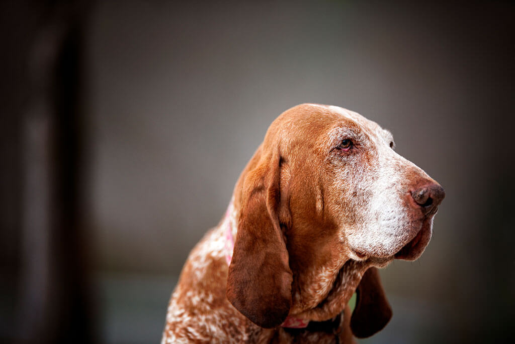 Old Dog