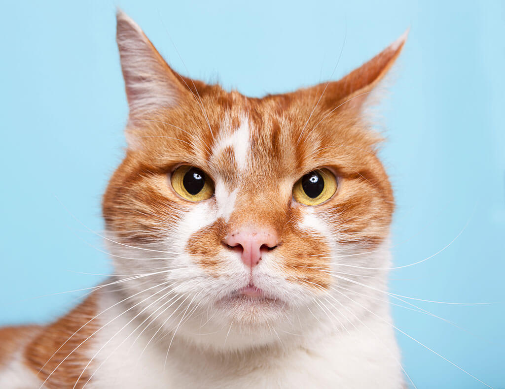 Orange Tabby Cat