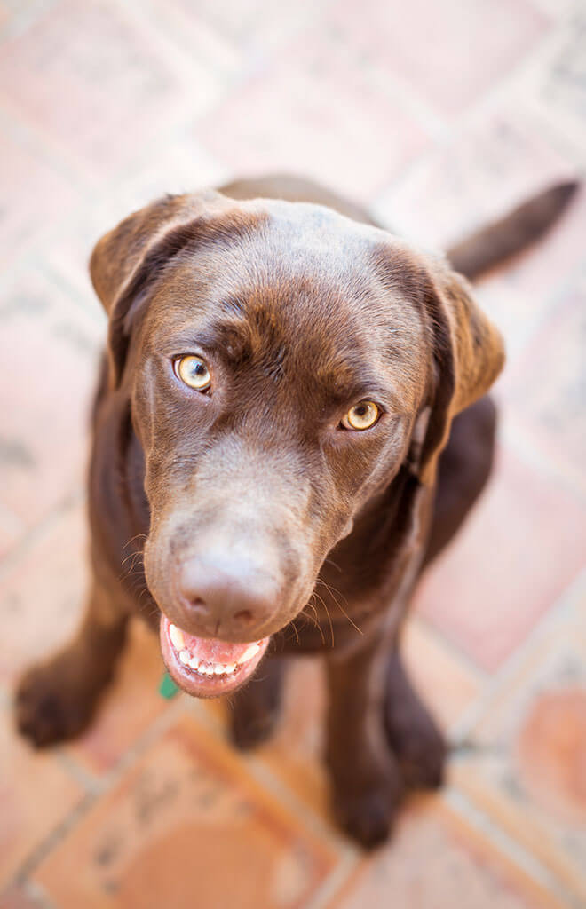 Cute Dog