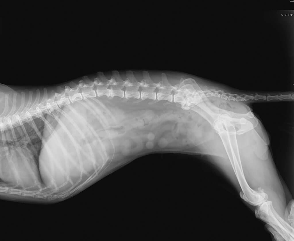 Dog Xray