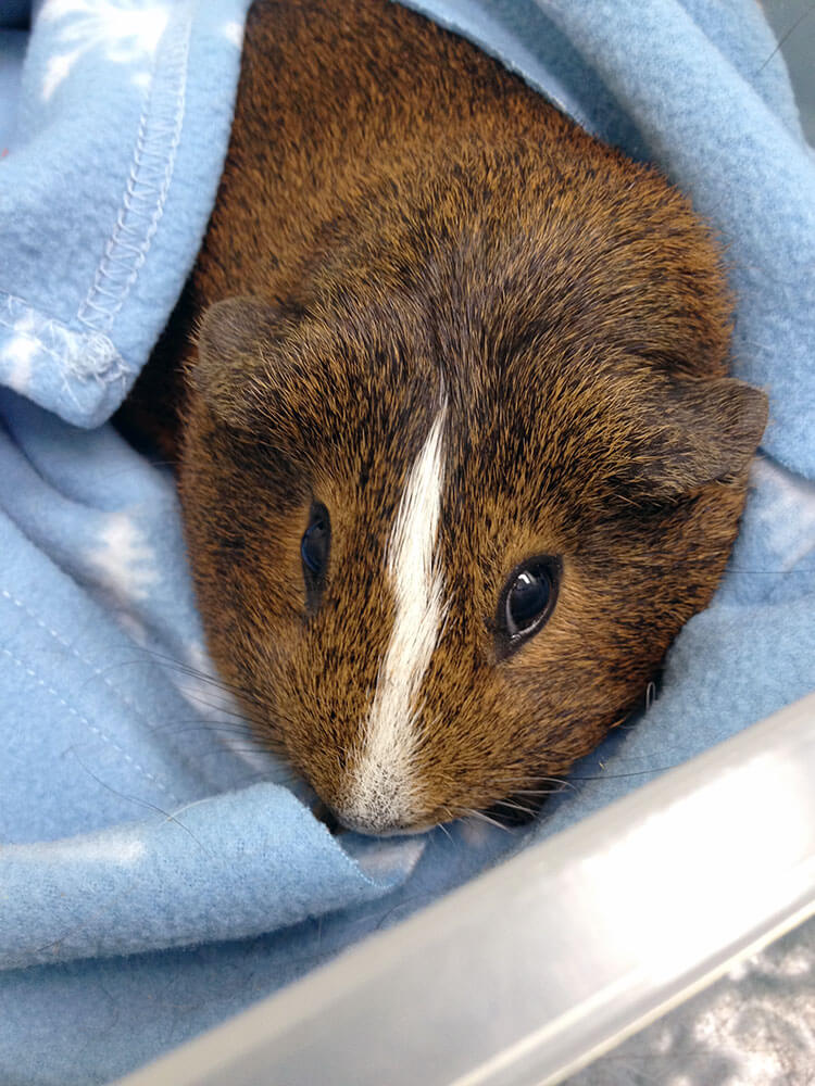 Guinea Pig