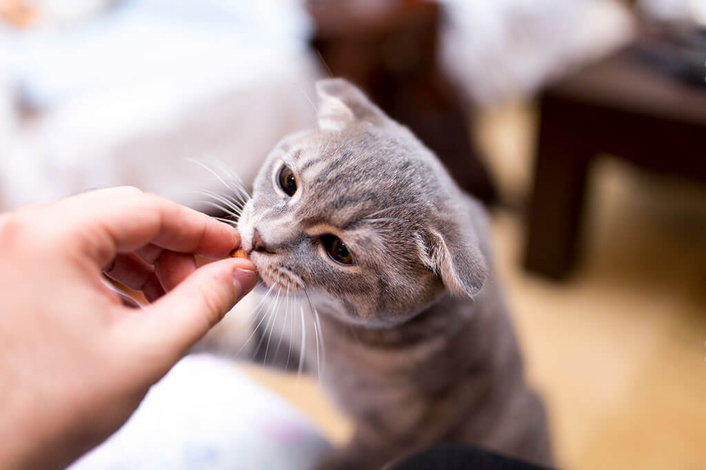 Kitty Eating A Treat