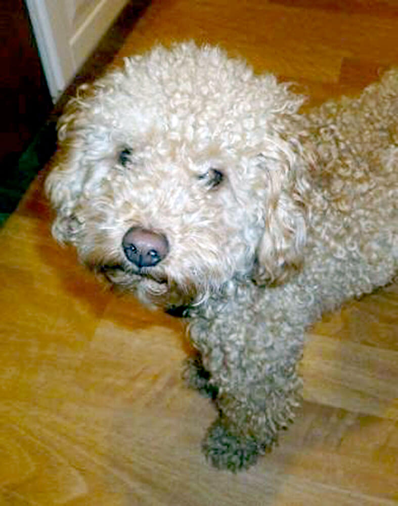 Senior French Poodle