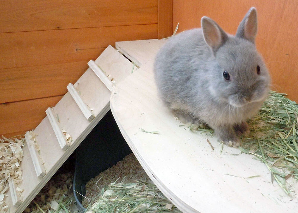 Bunny Rabbit