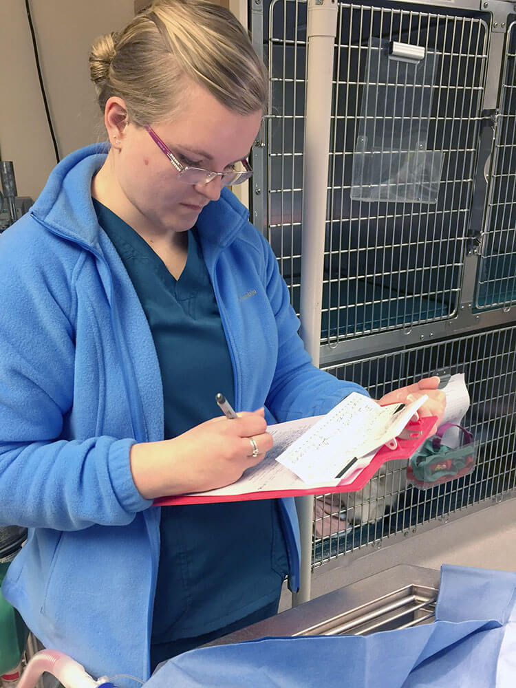 Veterinarian Checking Tables Before Surgery