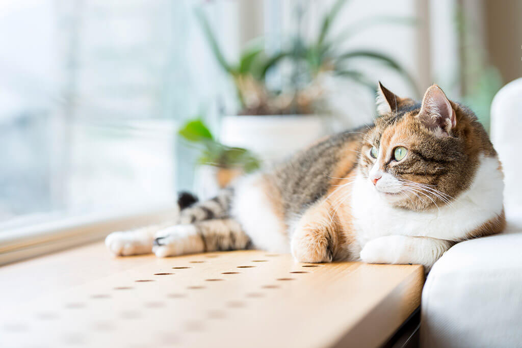 Cute Cat