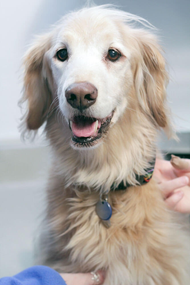 Handsome Dog