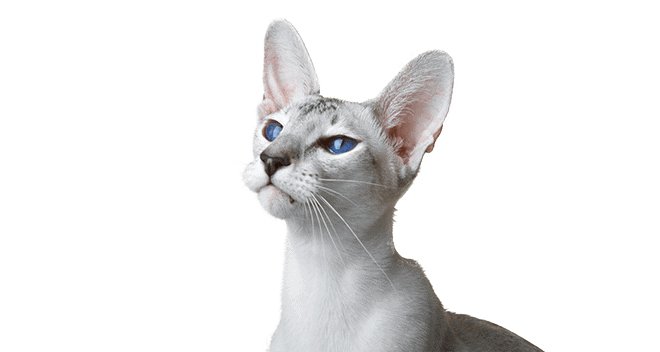 Siamese Cat