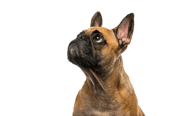 Cute Puppy