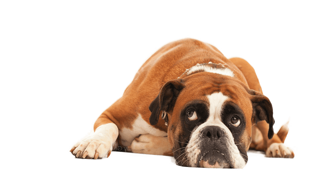 Senior Bulldog