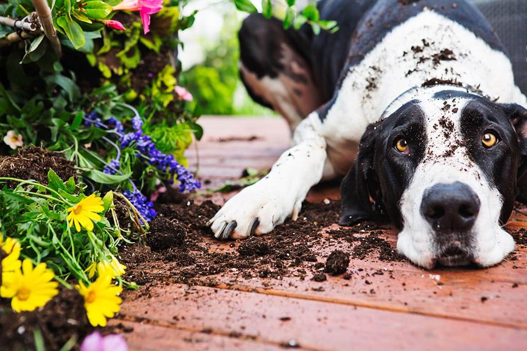 Dog and Herb Pots
