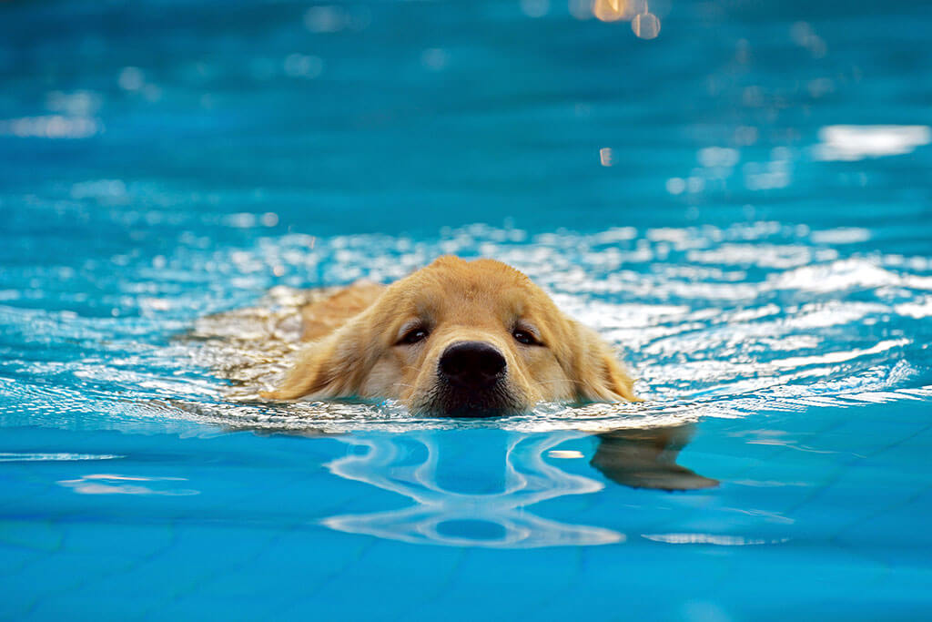 Dog Swimming