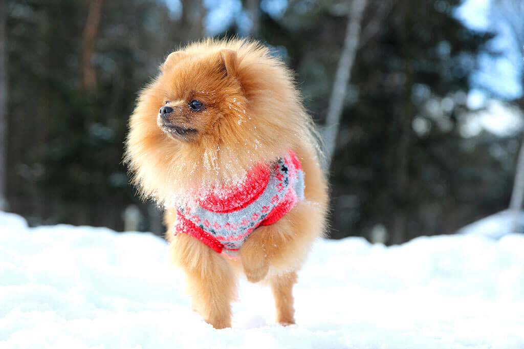 Pomeranian in Snow