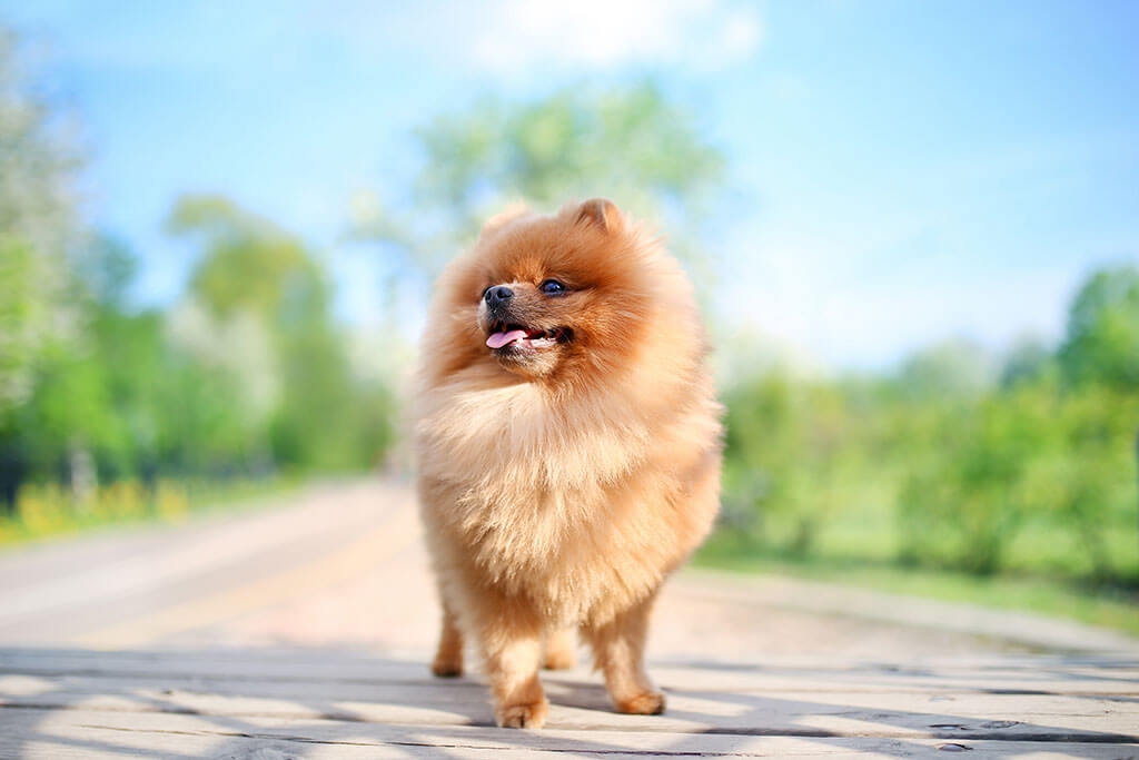 Handsome Pomeranian