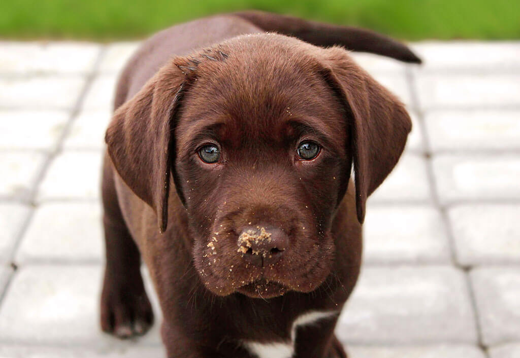 Cute Puppy