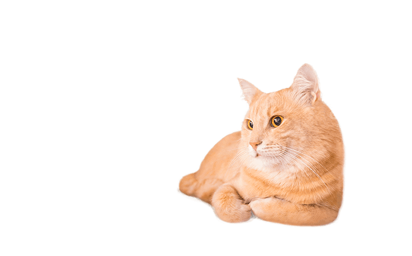 Cute Cat