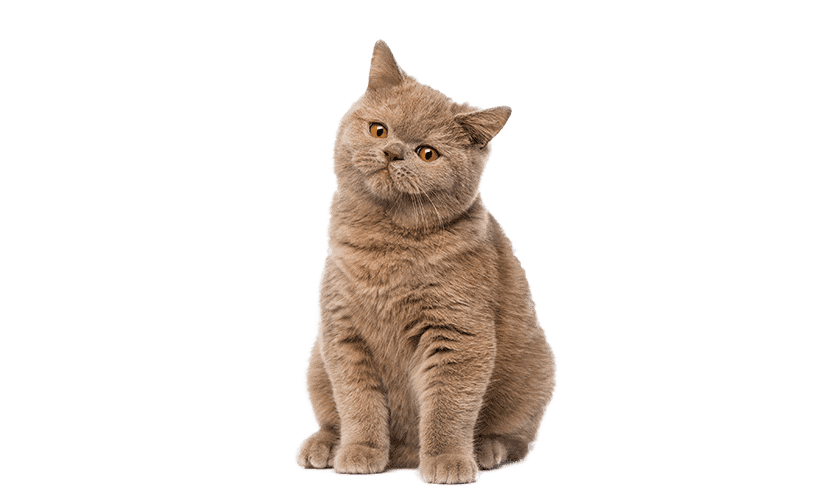 Cute Cat