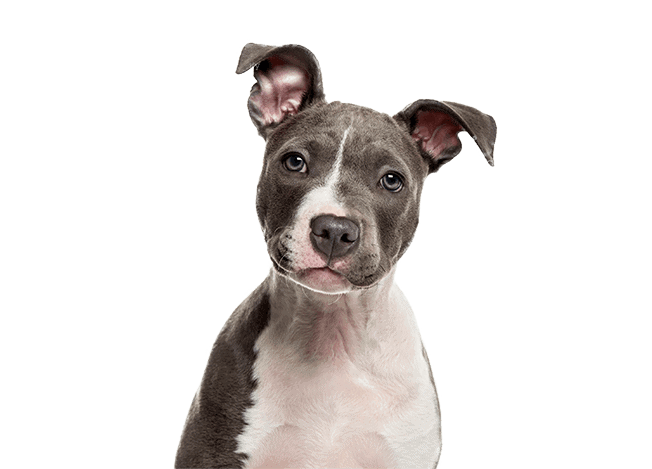 Cute Dog